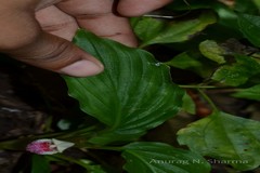 Boesenbergia tiliifolia